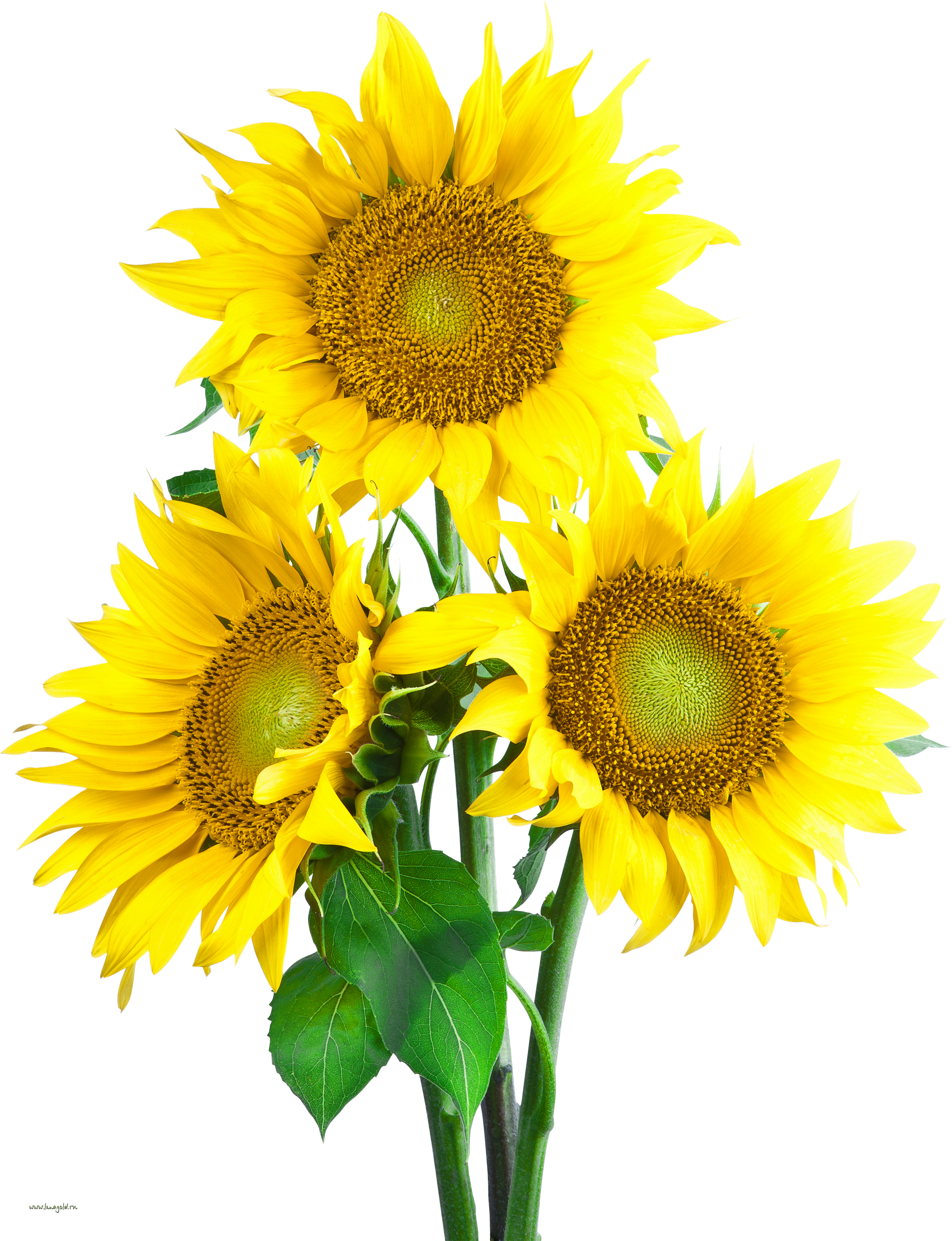 Sun Flower Images Png (2086x2718), Png Download