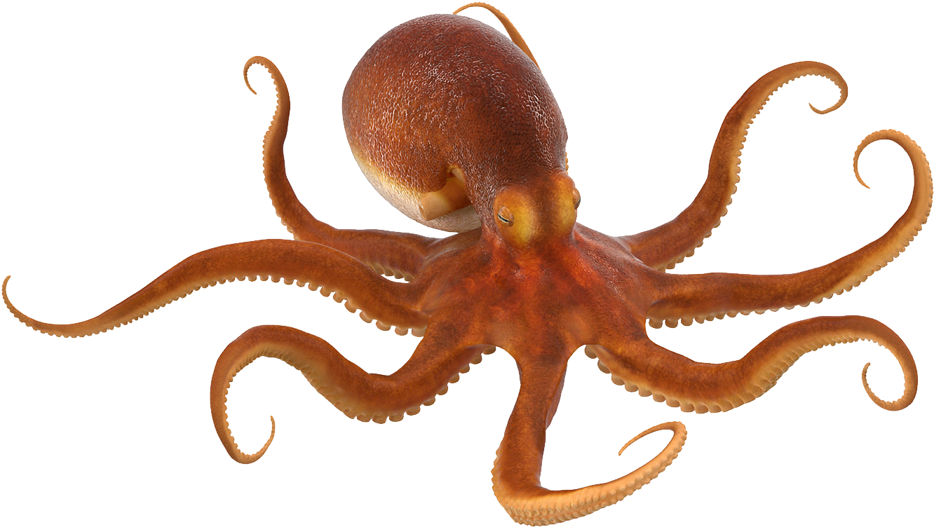 Octopus Png (1332x752), Png Download