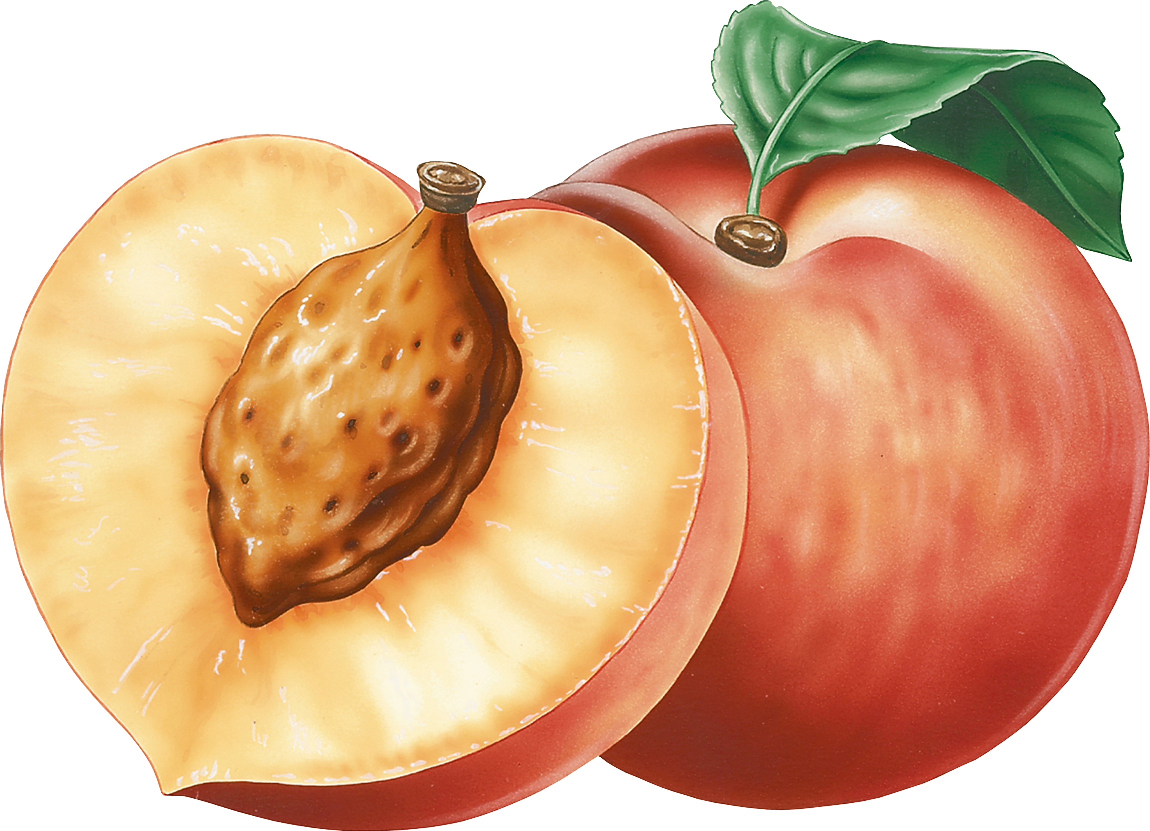 Peach Clipart Png (2300x1663), Png Download