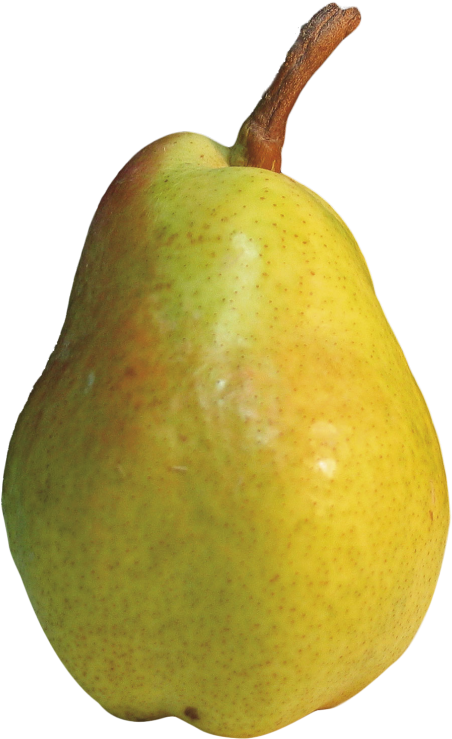 Download Pear Png Image - Pear Png (500x772), Png Download