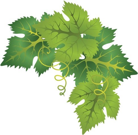 Grape Leaves Png Clipart Free - Grapes Leaf Png (500x491), Png Download