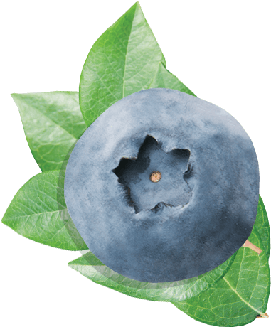 Blueberry Blueberry - Blueberry (411x461), Png Download