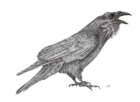 2nd September - Raven Drawing Transparent (500x350), Png Download