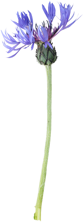 Cornflower Drawing Watercolor Image Library Library - Painting (384x800), Png Download