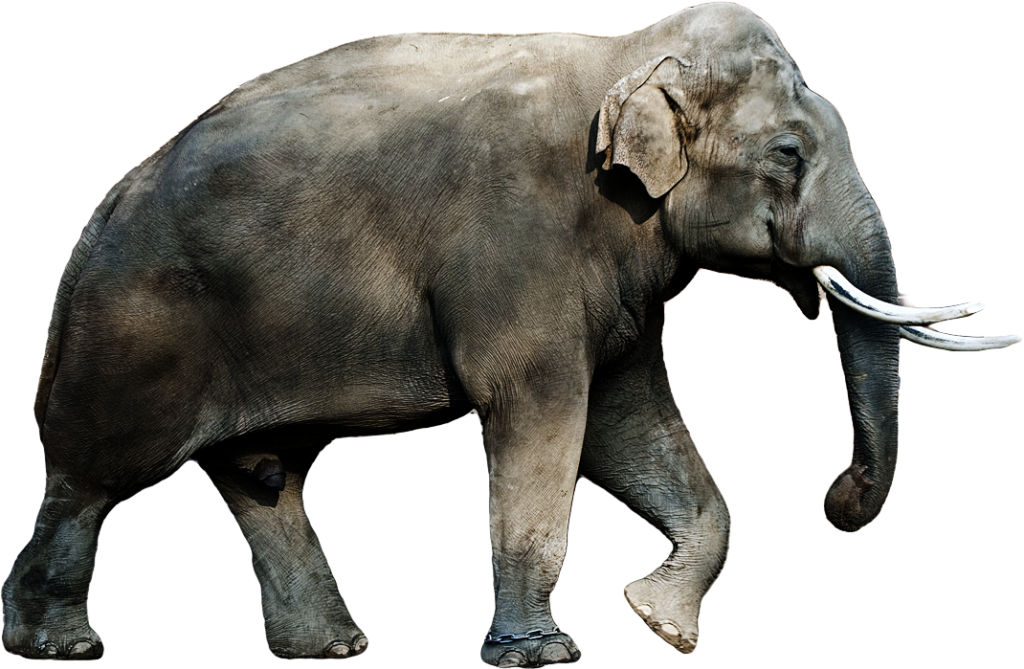Male Asian Elephant Png (1024x669), Png Download