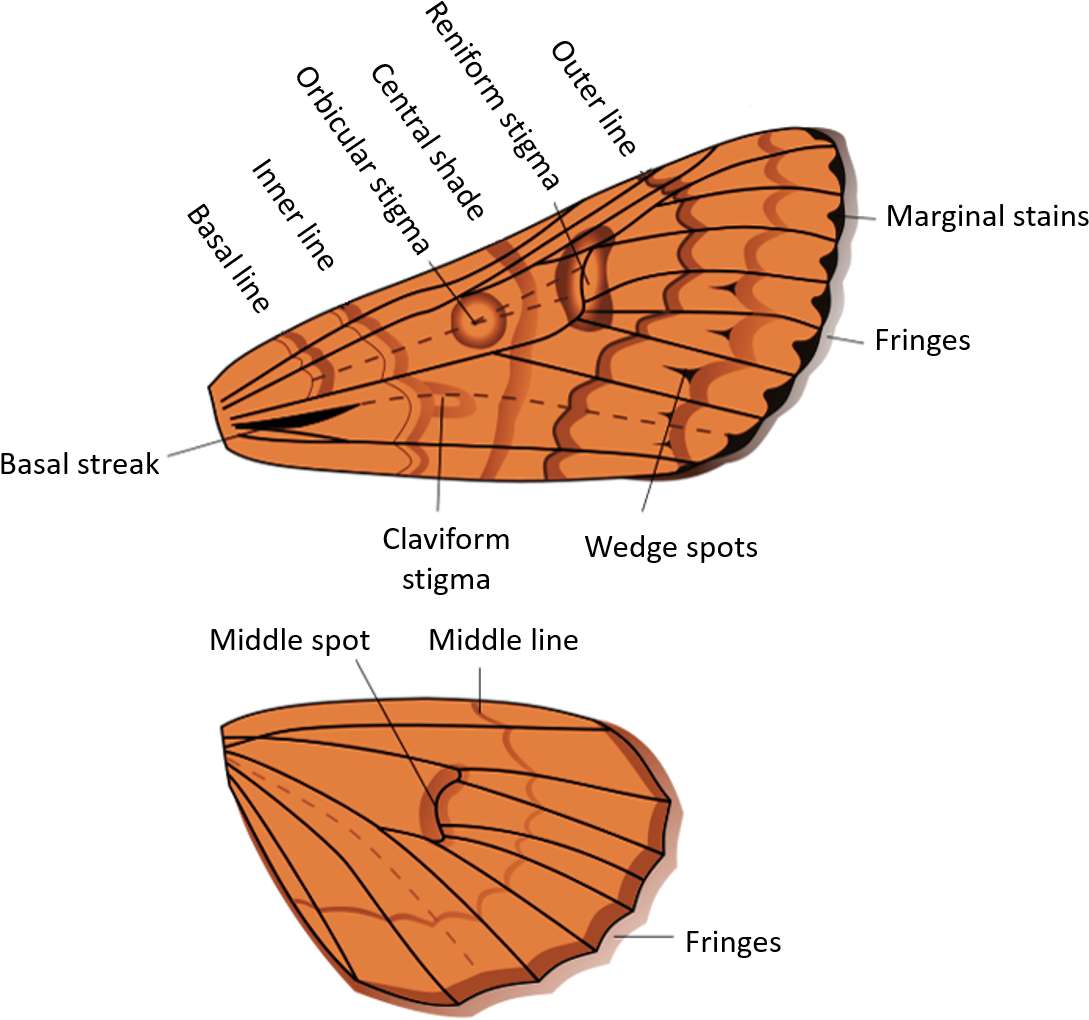 48, 30 March 2017 - Thumbnail (1175x1117), Png Download