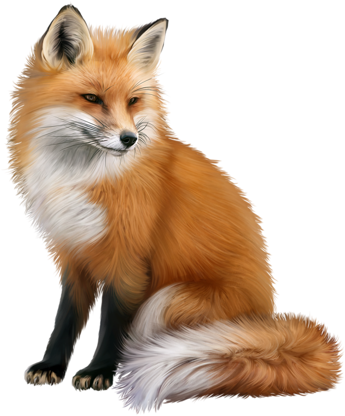 Fox Png Photo - Fox Png (773x1024), Png Download
