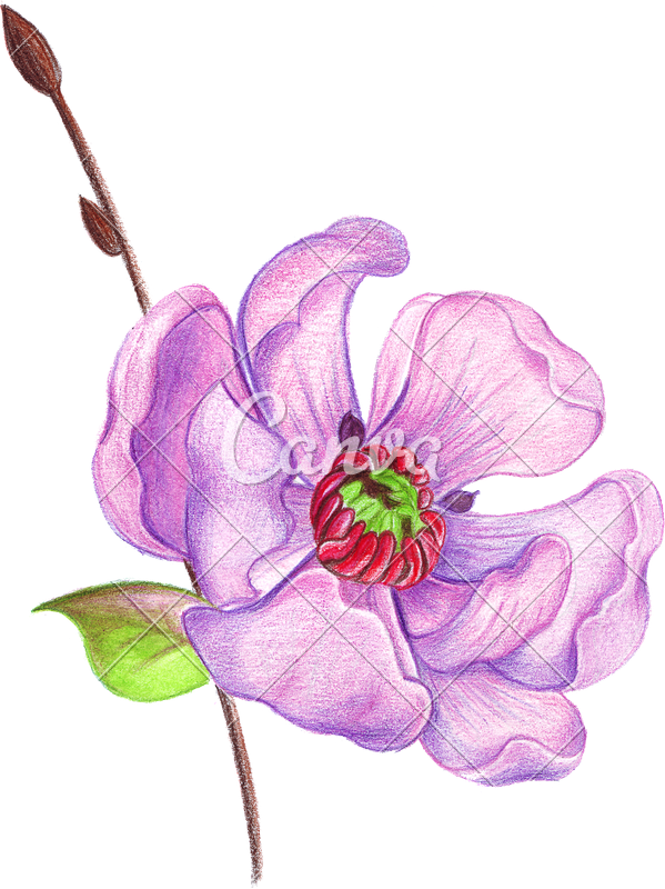 Hand Drawing Of A Realistic With Colored Pencils - Dibujo Flores A Lapiz (599x800), Png Download