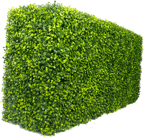 Box Hedge Png - Garden Hedge Png (480x484), Png Download