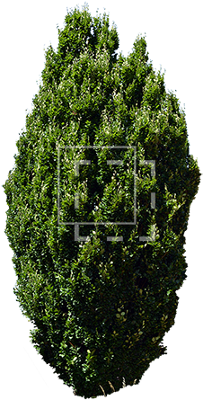 Parent Category - Eastern Hemlock (450x450), Png Download