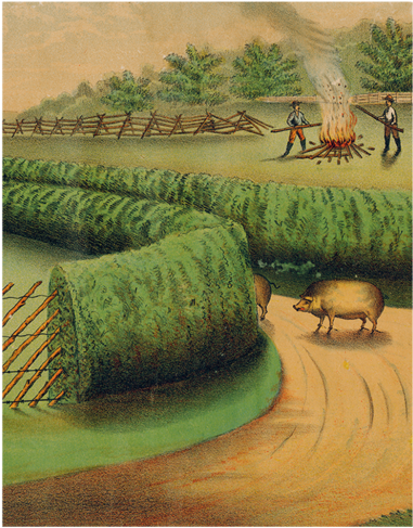 Live Hedge - Field (500x500), Png Download