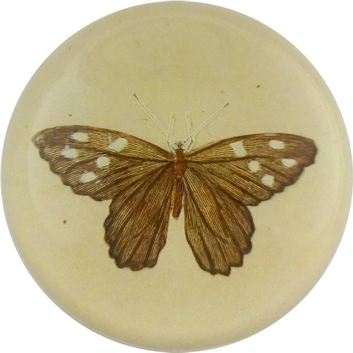 Moth (800x800), Png Download