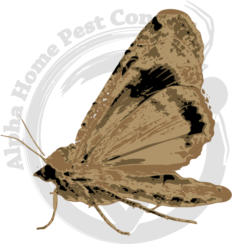 Moths In The Pantry - Indianmeal Moth (570x570), Png Download