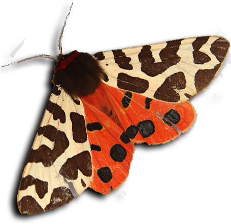 Tiger Moth - Garden Tiger Moth (454x451), Png Download