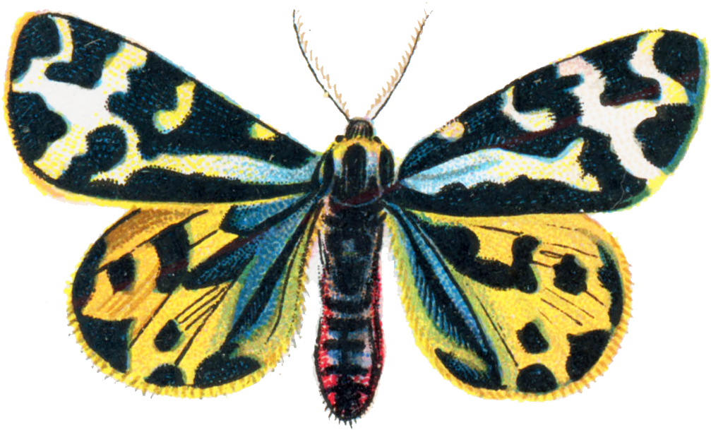 Parasemia Plantaginis Moth 001 - Vintage Butterfly Collection 5 5'x7'area Rug (1047x631), Png Download