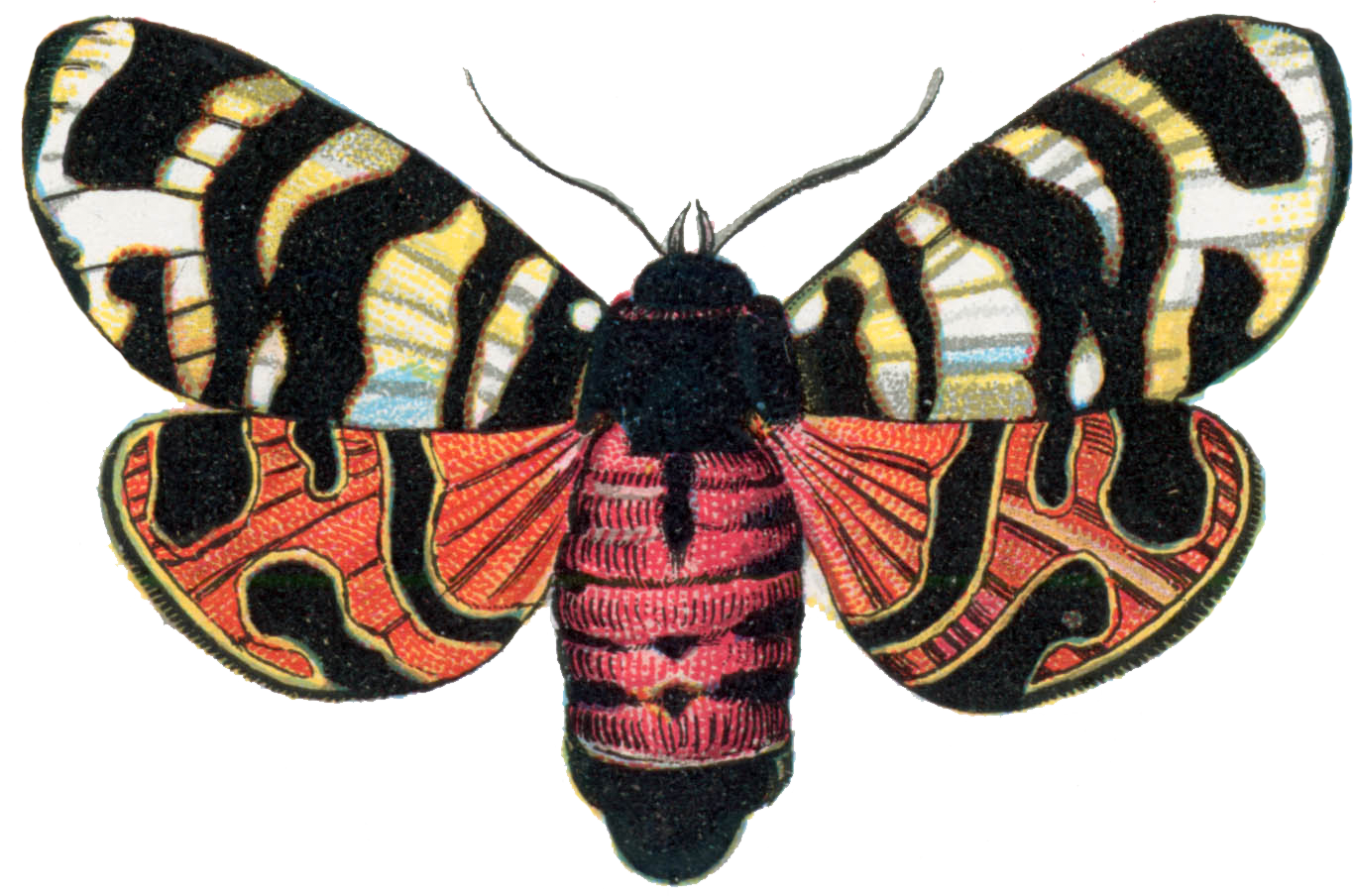 Arctia Hebe - Díszes Medvelepke (1366x904), Png Download