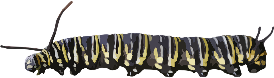 Caterpillar Png - Crawling Caterpillar Png (960x480), Png Download