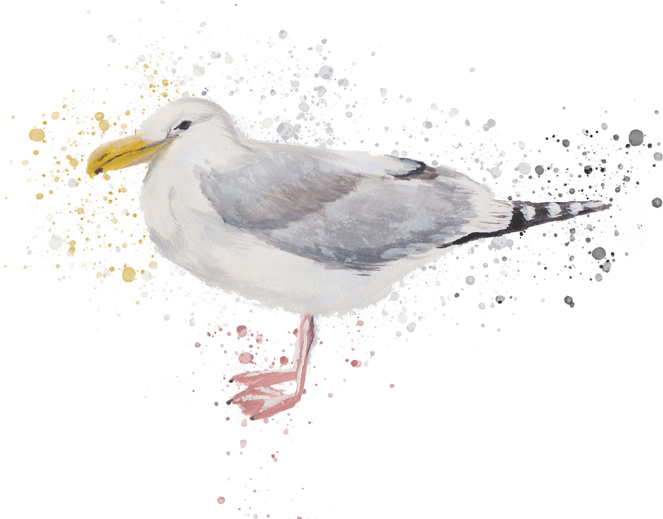 Southport Travel Zine - European Herring Gull (1400x987), Png Download