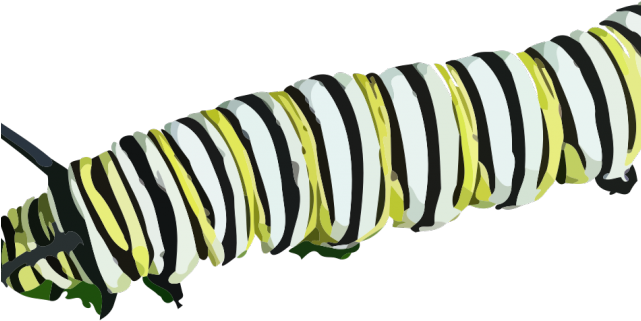 Caterpillar Png Transparent Images - Fuzzy Caterpillar Png Transperent (640x480), Png Download