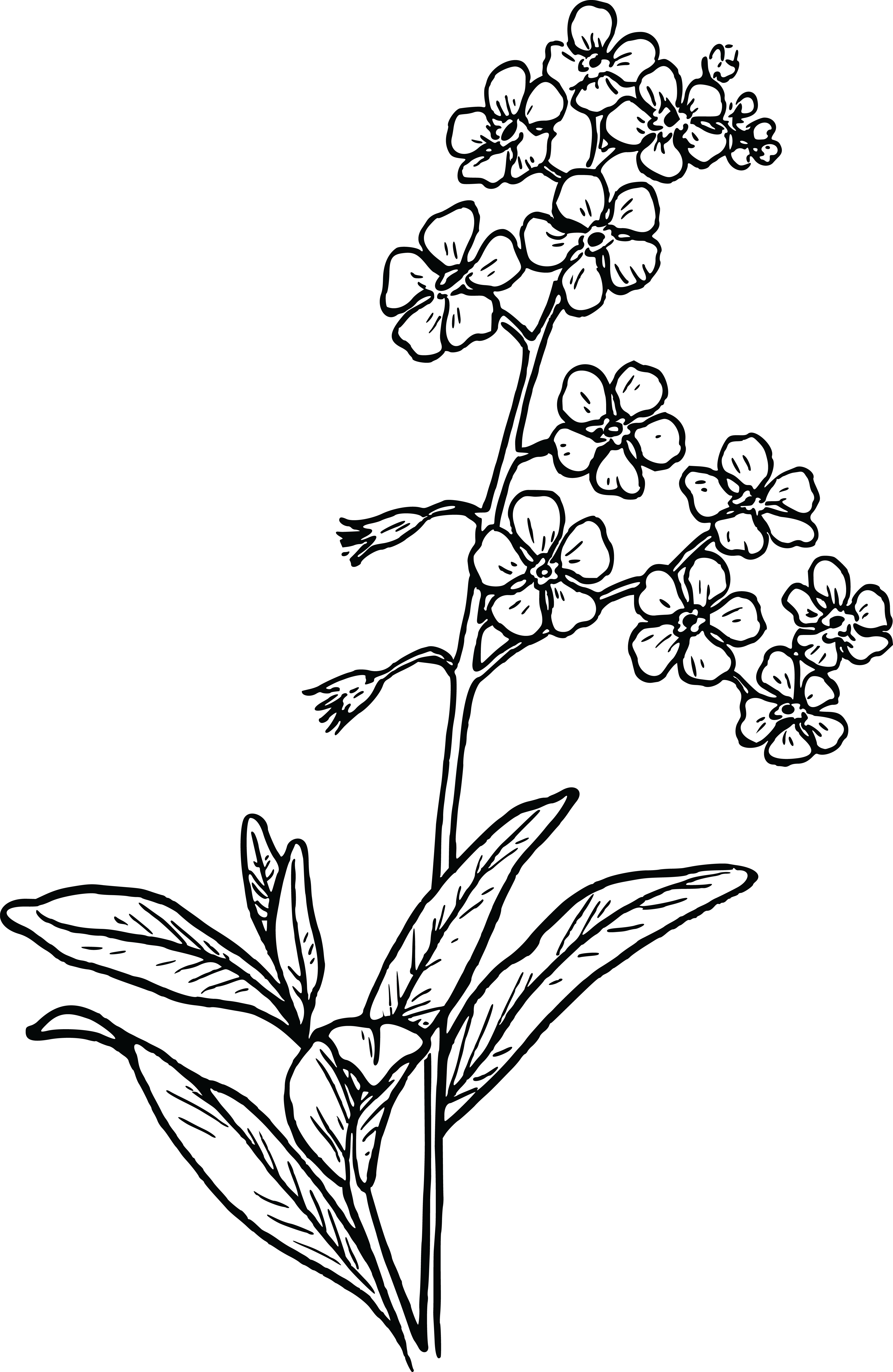 , , - Forget Me Not Flower Drawing (4000x6143), Png Download