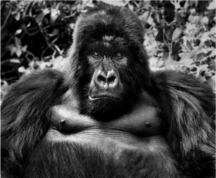 King Kong - David Yarrow Primates (1024x608), Png Download