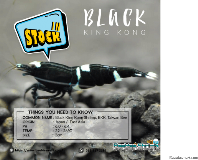 Taiwan Bee King Kong (832x563), Png Download