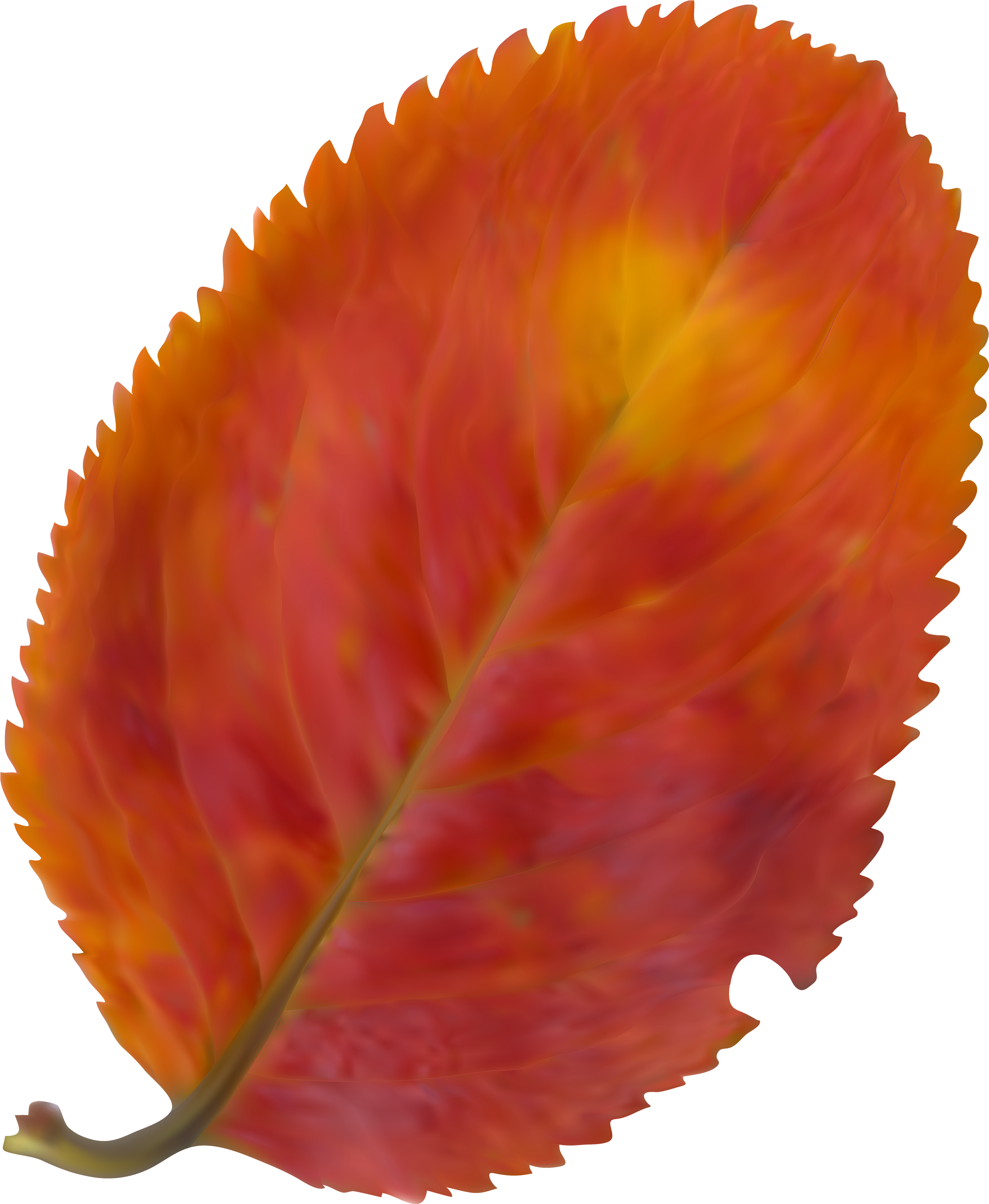 Beautiful Leaf Png (3286x4000), Png Download