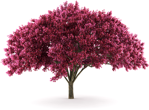 Arboles Png - Imagenes De Arboles Png (591x433), Png Download