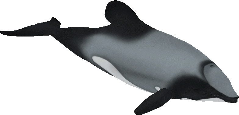 Graphic Black And White S Zeta Designs Zt Download - Maui Dolphin Transparent (819x819), Png Download