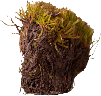 3d View - Arctic Moss Png (550x420), Png Download