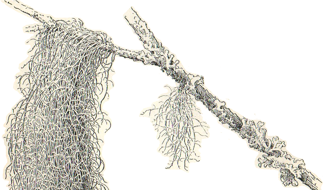 Spanish Moss Clipart (1168x613), Png Download