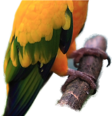 Parrot Clipart Sun Conure - Exotic Birds And Pets Png (640x480), Png Download