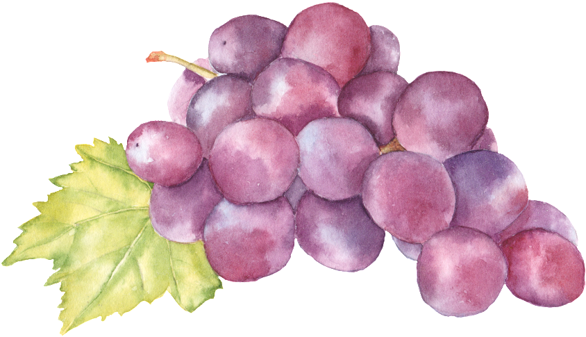 Hand Painted Grape Png Fruit - องุ่น สี น้ำ (1024x634), Png Download