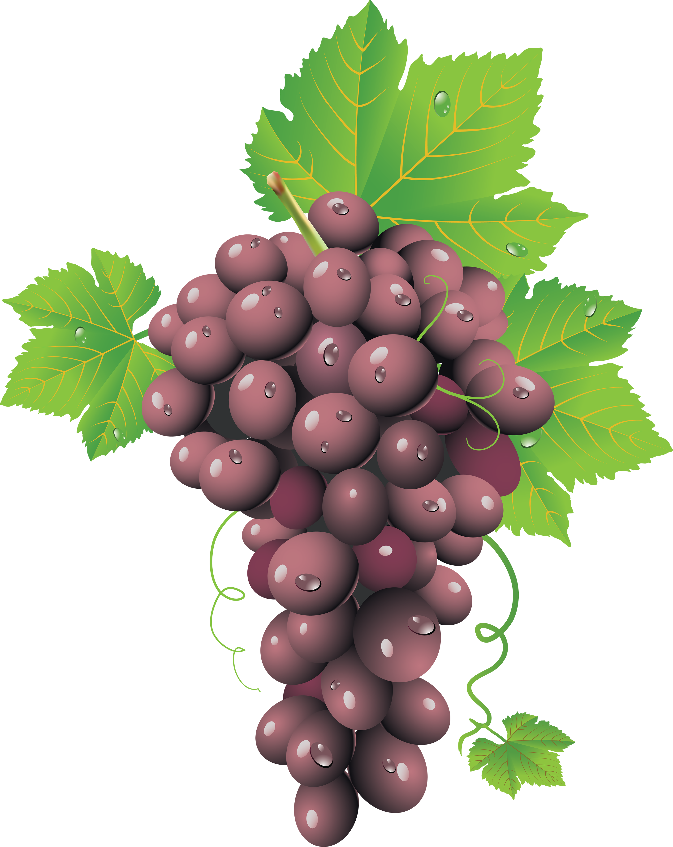 Red Grape Png (2848x3588), Png Download