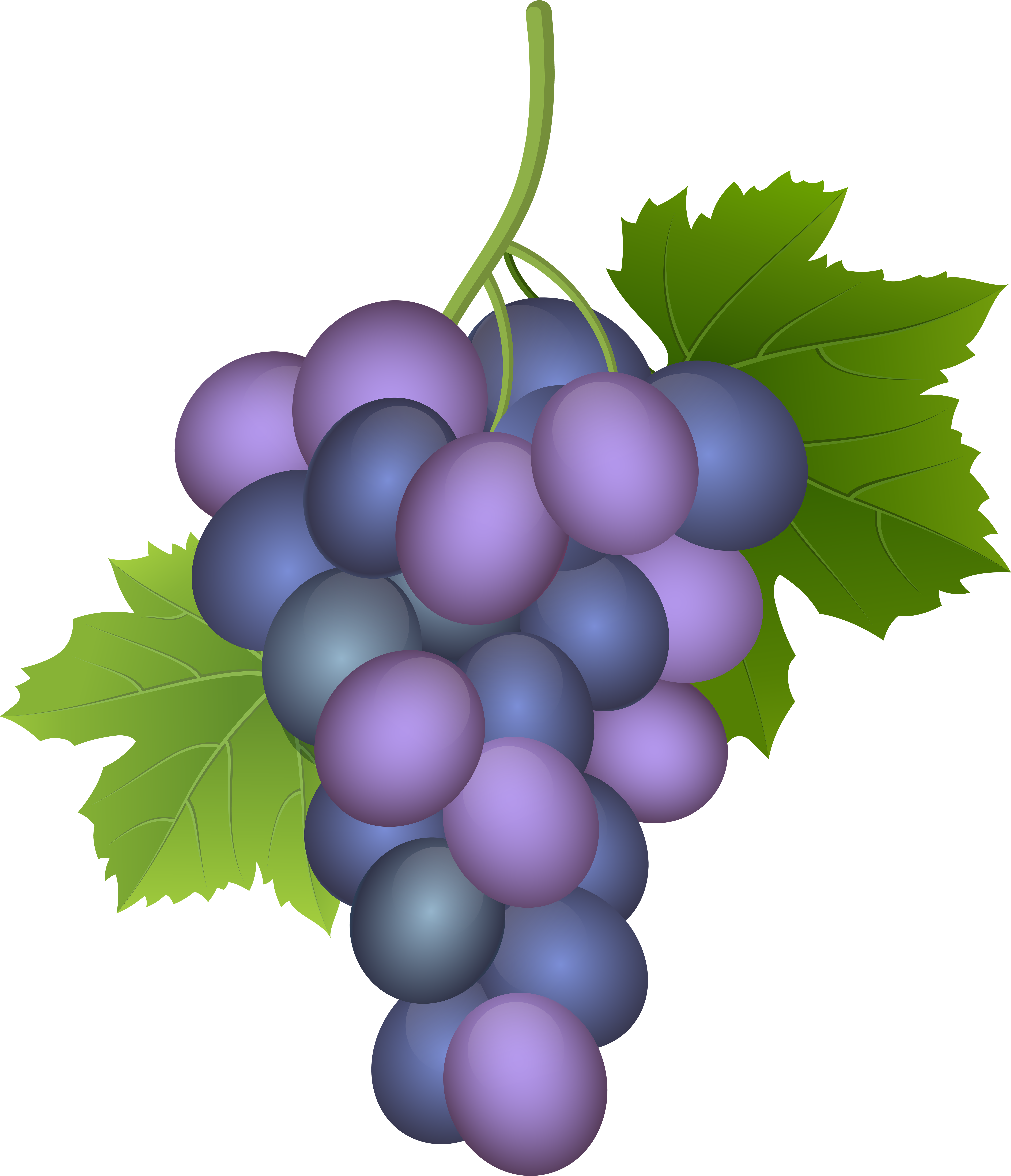Grape Png (6876x8000), Png Download