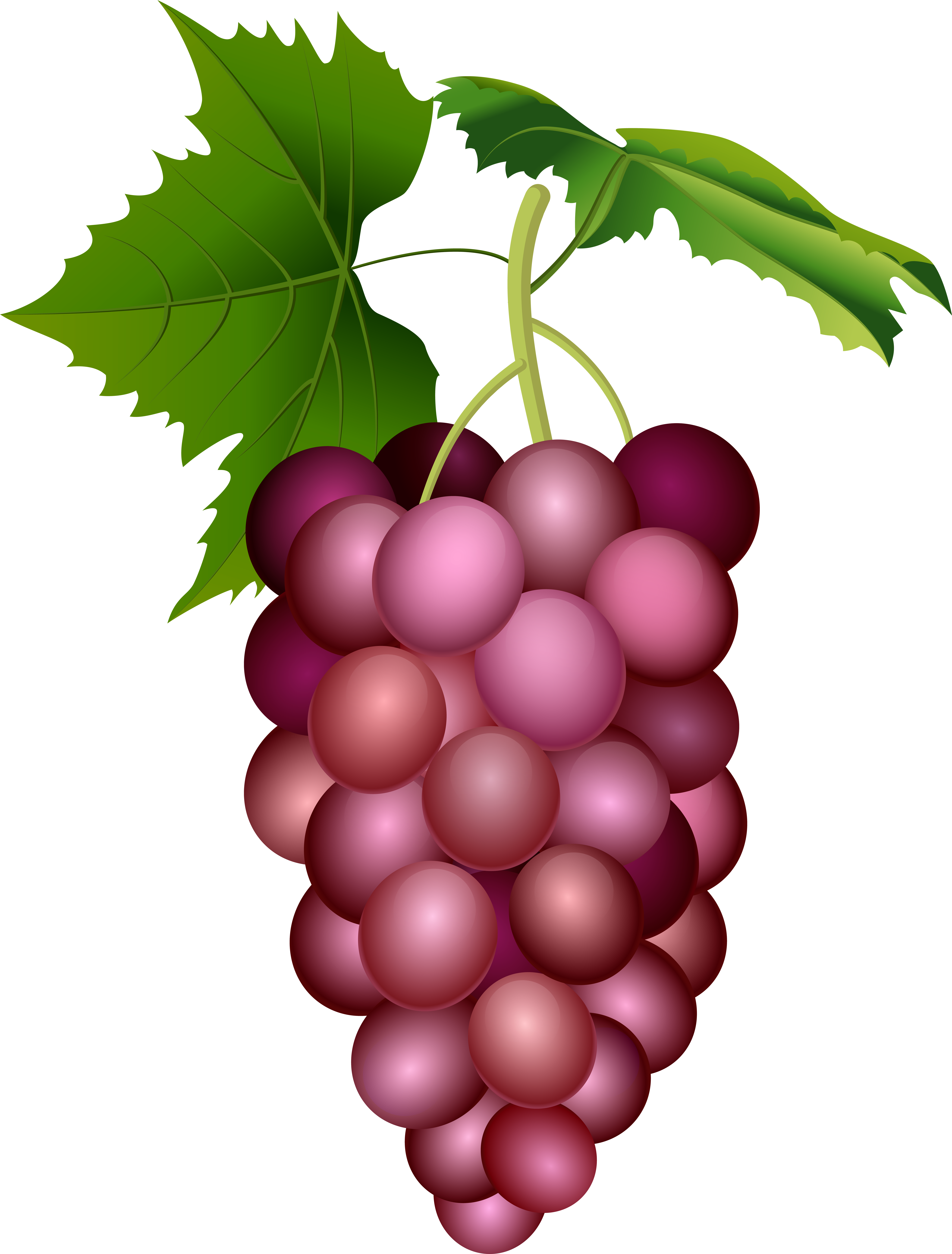 Grape Png (6090x8000), Png Download
