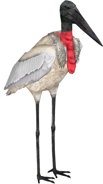 Jabiru Stork - Stork Zt2 (608x608), Png Download