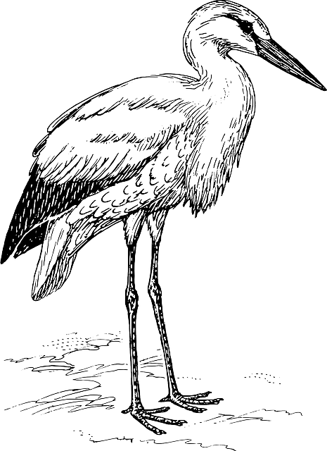Stork, Animal, Biology, Bird, Ornithology, Zoology - Stork Black And White (465x640), Png Download