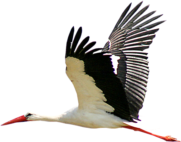Stork Transparent Png Sticker - Stork Png (800x665), Png Download
