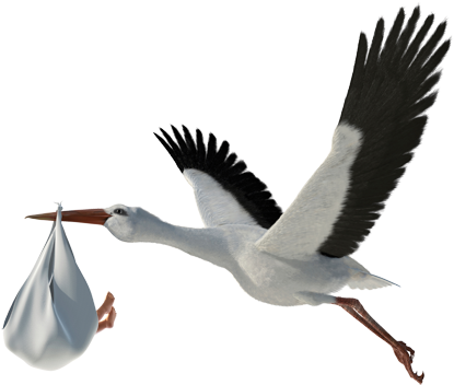 Transparent Image Png - Baby Storch Png (454x378), Png Download