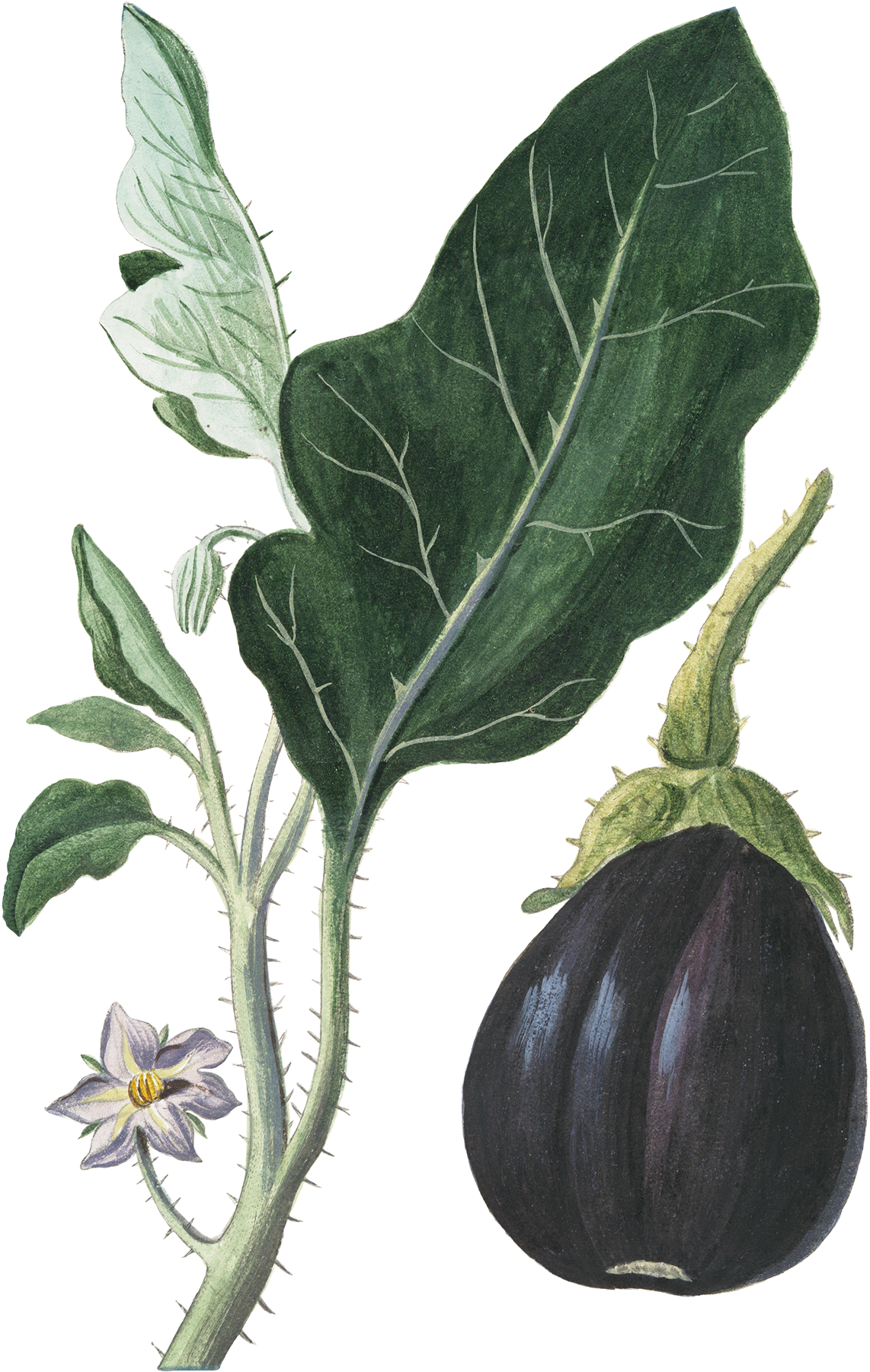 Eggplant Vegetable Botanical Illustration Botany - Botanical Illustration Vegetables (1142x1800), Png Download