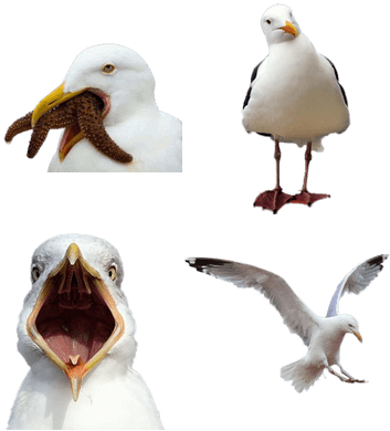 Bird Of Prey: The Beginning [book] (400x400), Png Download