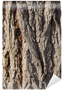 Bark (400x400), Png Download