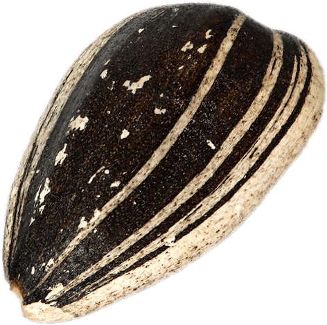 Food - Sunflower Seed Png (581x586), Png Download