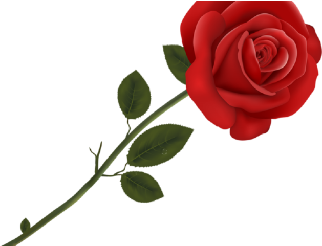 Red Rose Clipart Double - Transparent Background Rose Clipart (640x480), Png Download