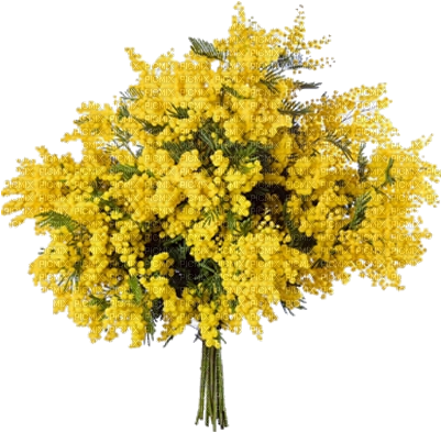 Mimosa - Mimosa Bouquet (400x400), Png Download