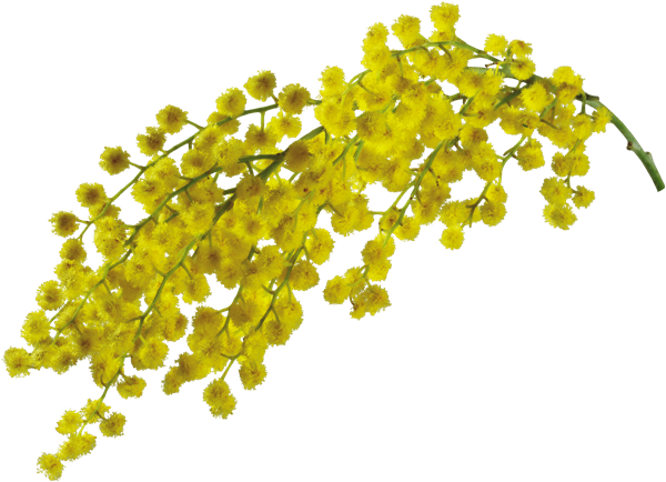 Mimosa - Mimosa Flower Png (600x434), Png Download