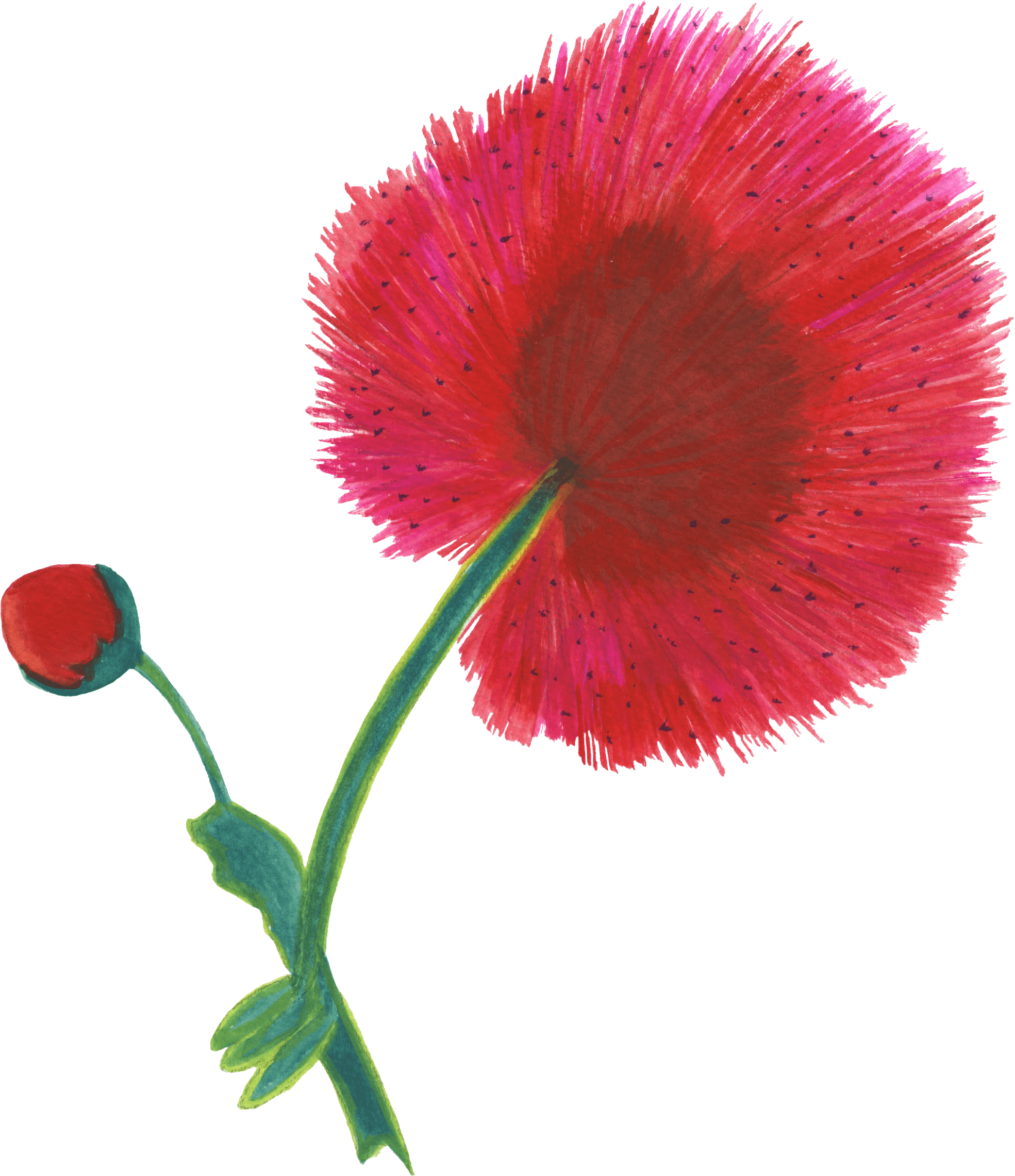 Dianthus (2374x2537), Png Download