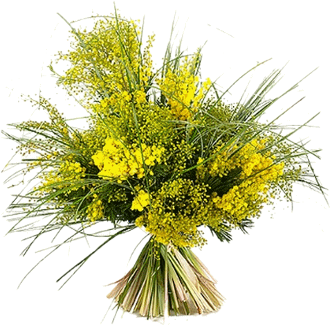Joli Tube - Bouquet De Mimosa Png (500x500), Png Download
