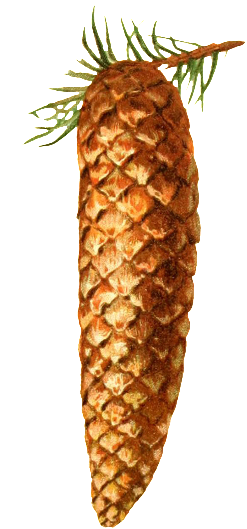 Hand Drawn Cartoon Long Pine Cone Transparent Decorative - Date Palm (1024x2242), Png Download